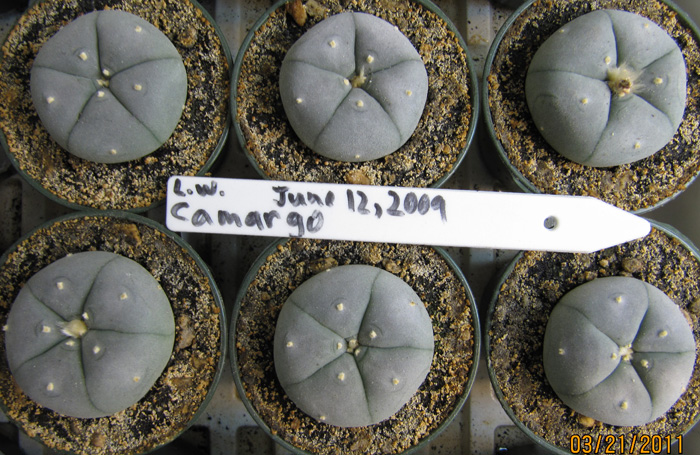 Lophophora Williamsii var. Camargo seedlings